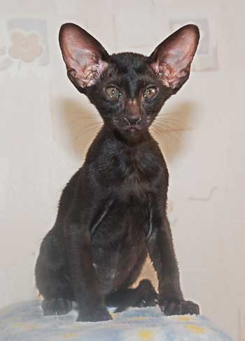 Oriental black female cat