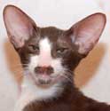 Ronald, oriental chocolate bicolor male kittens at the age of 5 months, more photos