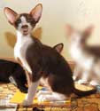 Ronald, oriental chocolate bicolor male kittens at the age of 3 months, more photos