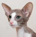 Rosalinda, oriental lilac bicolor female kittens at the age of 3 months, more photos