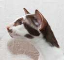 Richard, oriental chocolate bicolor male kittens at the age of 3 months, more photos
