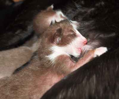 Oriental chocolate bicolor male kitten