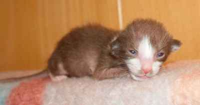 Oriental chocolate bicolor male kitten