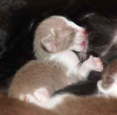 Oriental lilac bicolor female kitten