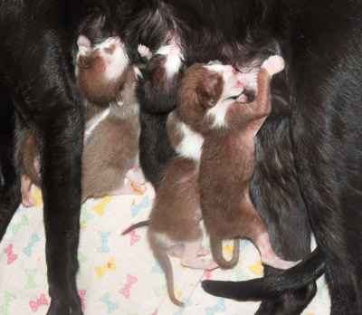 Oriental bicolor kittens