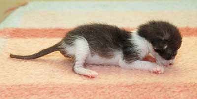 Oriental chocolate bicolor kitten