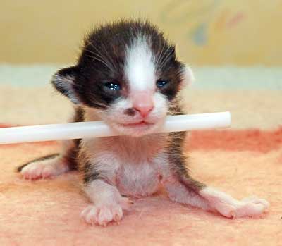 Oriental chocolate bicolor kitten