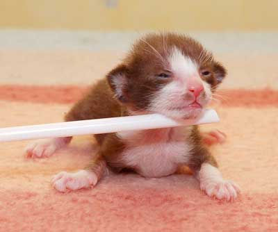 Oriental chocolate bicolor kitten