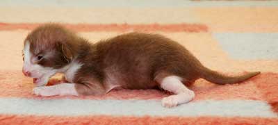 Oriental chocolate bicolor kitten