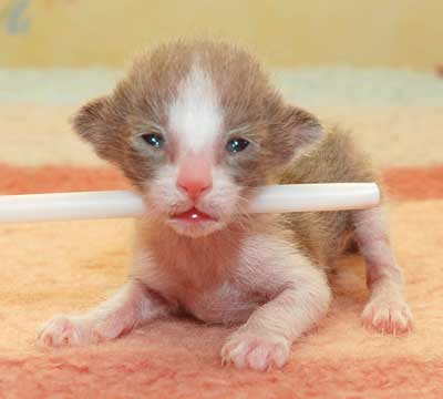 Oriental chocolate bicolor kitten