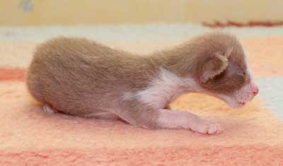 Oriental chocolate bicolor kitten