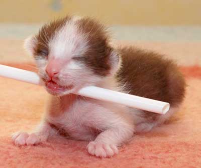 Oriental chocolate bicolor kitten