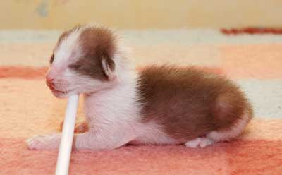 Oriental chocolate bicolor kitten