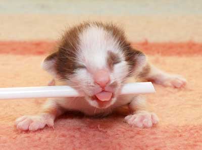 Oriental chocolate bicolor kitten