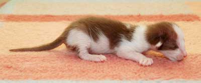 Oriental chocolate bicolor kitten