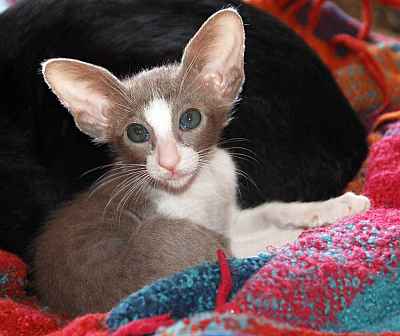 Oriental lilac bicolor girl