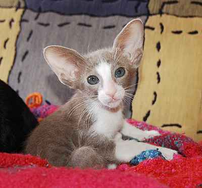 Oriental lilac bicolor girl