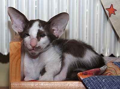 Oriental chocolate bicolor boy