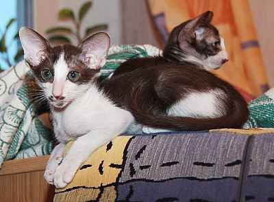 Oriental chocolate bicolor girl