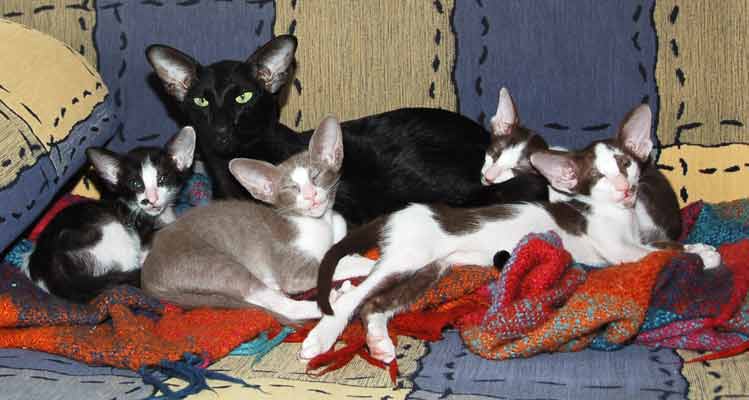 Oriental bicolor kittens with mother