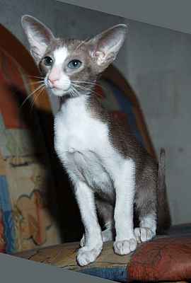 Oriental lilac bicolor female kitten