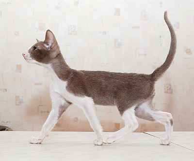 Oriental lilac bicolor female kitten