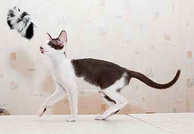 Oriental chocolate bicolor female kitten