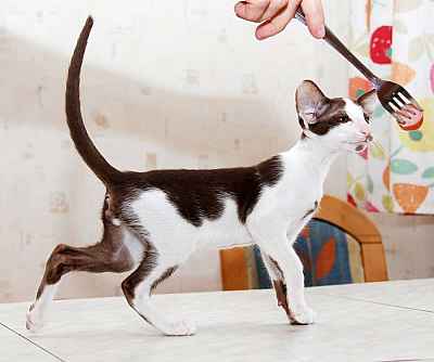 Oriental chocolate bicolor male kitten