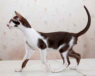 Oriental chocolate bicolor male kitten