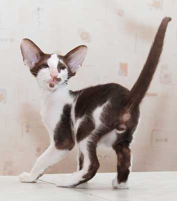 Oriental chocolate bicolor male kitten