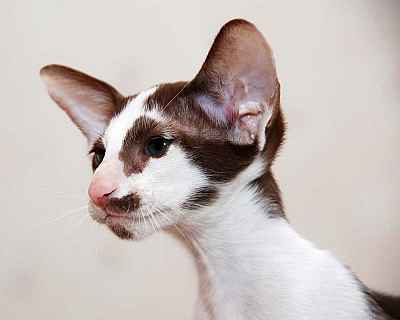 Oriental chocolate bicolor male kitten