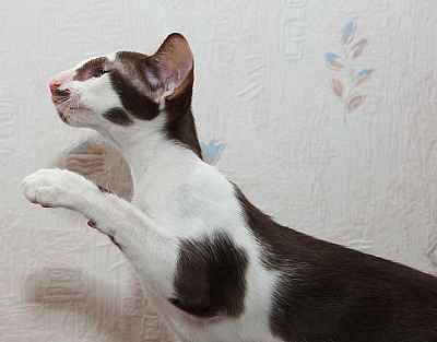 Oriental chocolate bicolor male kitten