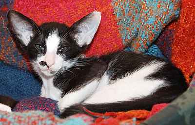 Oriental black bicolor male kitten