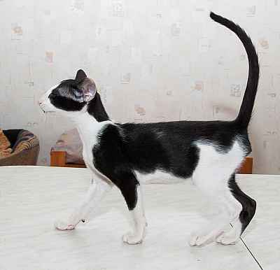 Oriental black bicolor male kitten