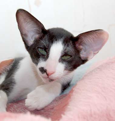 Oriental black bicolor male kitten