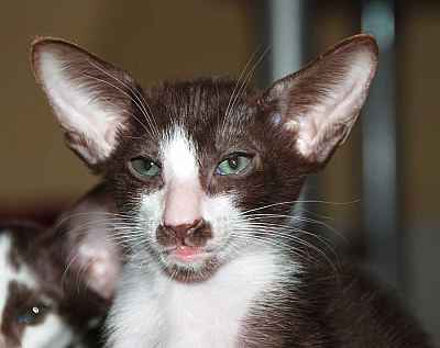 Oriental chocolate bicolor male kitten