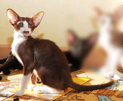 Oriental chocolate bicolor male kitten