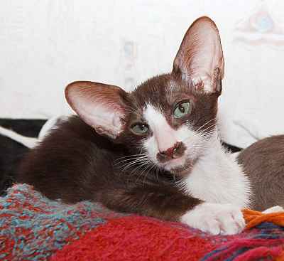 Ronald, oriental chocolate bicolor male kitten