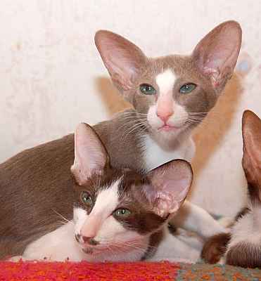 Rosalinda & Raffaella, oriental lilac and chocolate bicolor female kittens