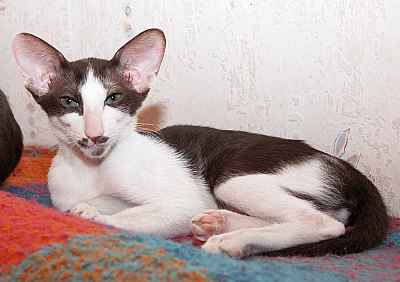 Raffaella, oriental chocolate bicolor female kitten