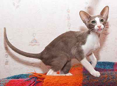 Rosalinda, oriental lilac bicolor female kitten