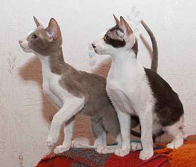 Rosalinda & Raffaella, oriental lilac and chocolate bicolor female kittens