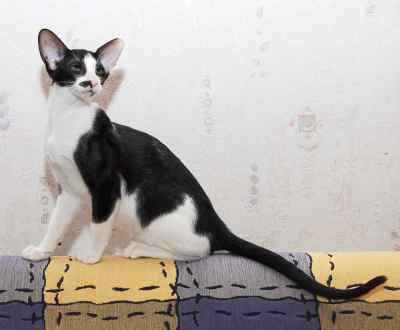 Ориентальный котенок из питомника Catori, окрас: черный с белым (биколор)