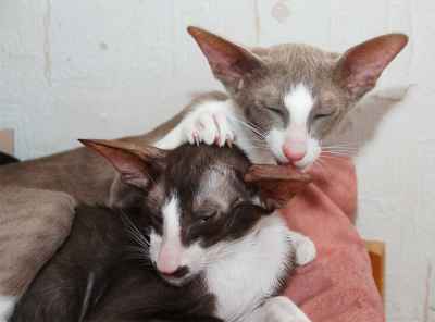 Oriental bicolor kittens