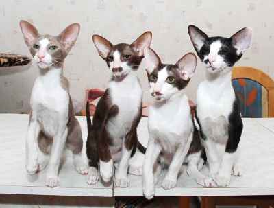 Oriental bicolor kittens