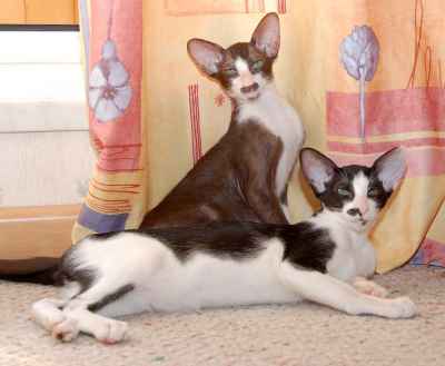 Oriental bicolor kittens