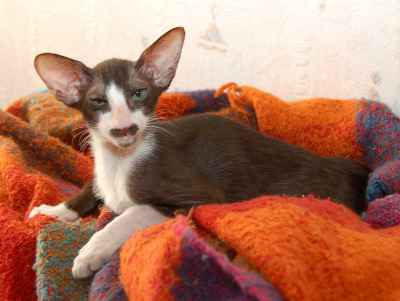 Oriental bicolor kitten