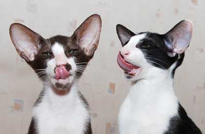 Oriental bicolor kittens