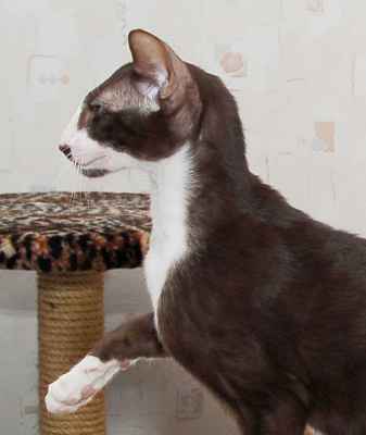 oriental chocolate bicolor male kitten