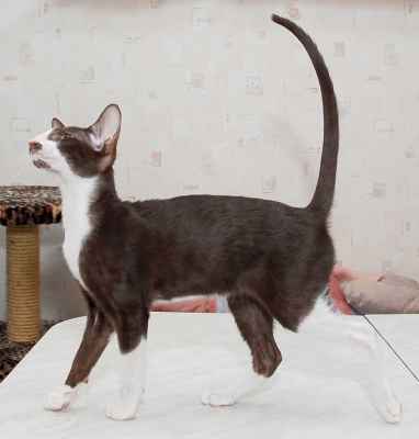 oriental chocolate bicolor male kitten